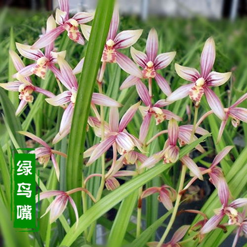 綠鳥嘴蘭 室內盆栽的芬芳之選，輕松體驗花卉租借新時尚