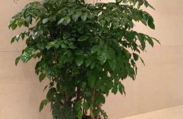 綠意盎然，高效辦公 南昌寫字樓鮮花綠植租賃指南