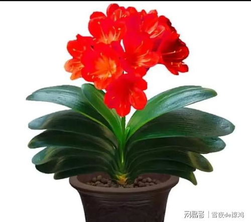 四季常青，福澤滿堂 這4種好養又吉利的綠植，點亮家居新氣象