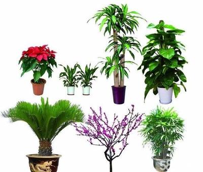南京辦公與家居綠意煥新 花卉綠植租賃與私家花園設(shè)計全解析